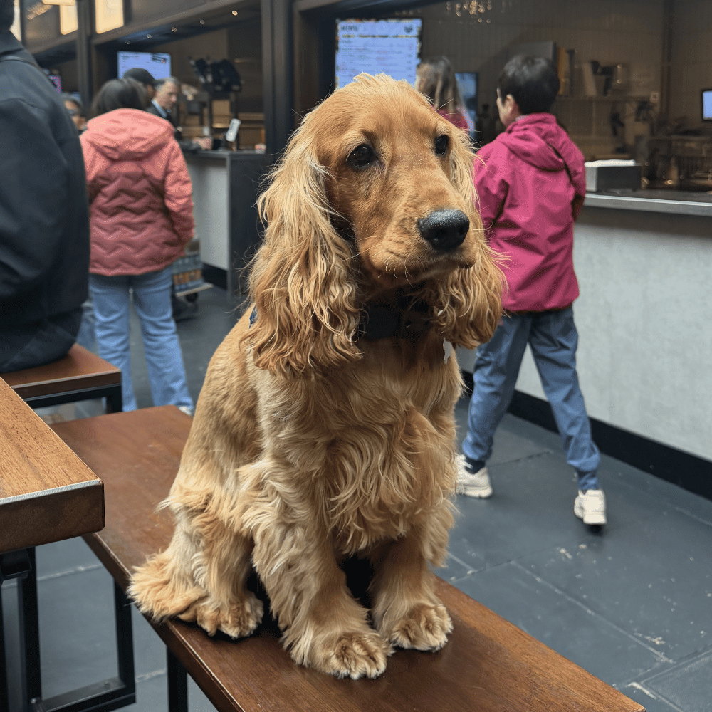 A dog sitting on a bench at Boxhall in Liverpool Street