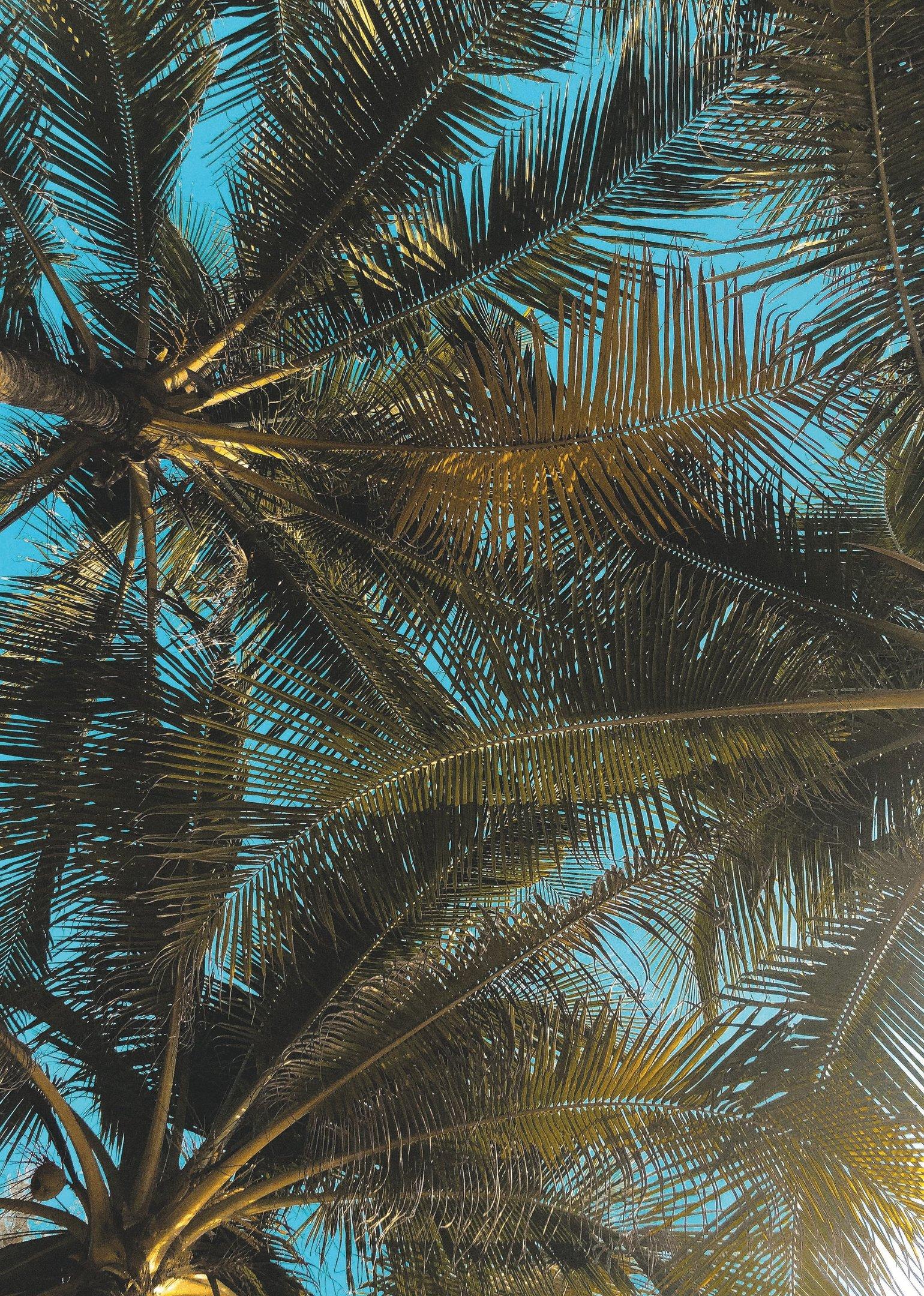 Tropical Background