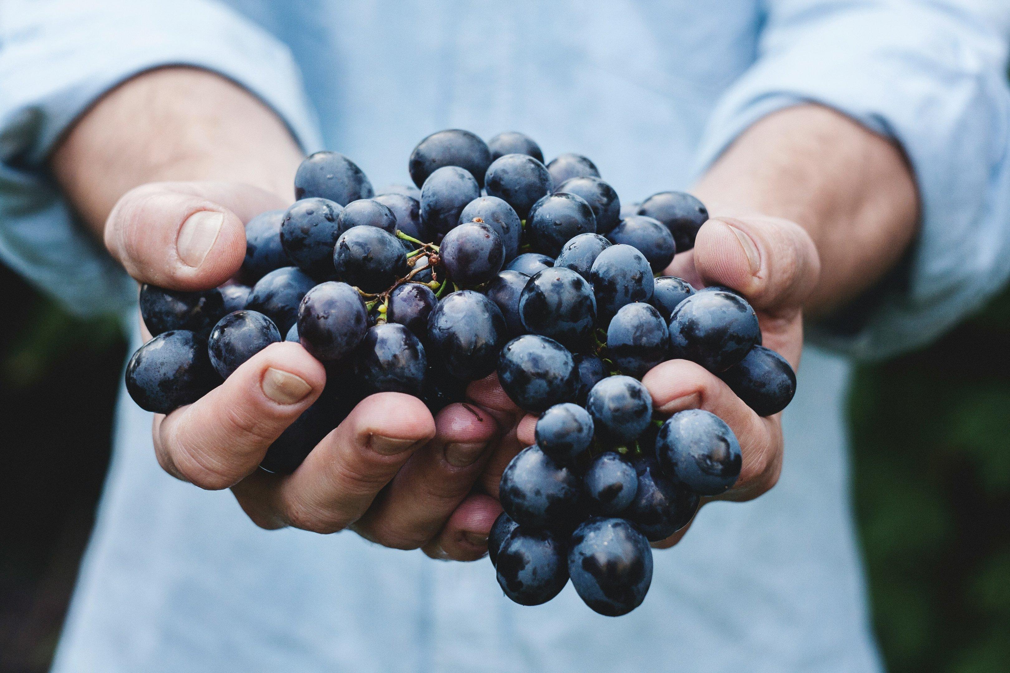 A close up of a persons hands holding a bunch of grapes