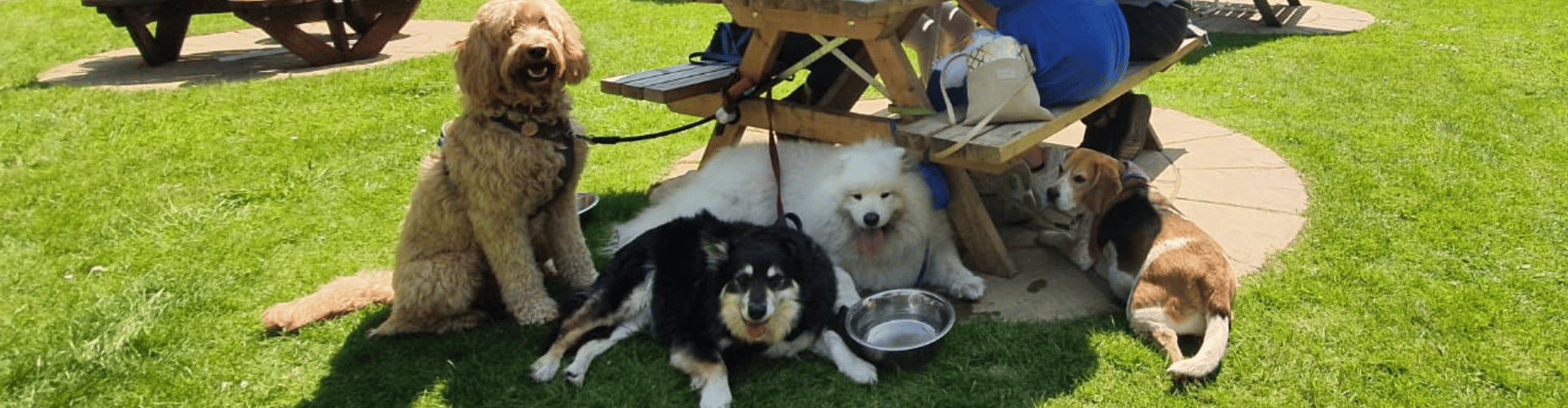 Dog Friendly Pubs