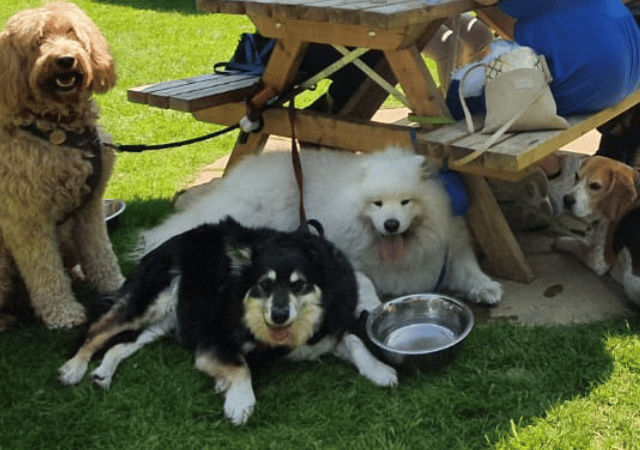Dog Friendly Pubs