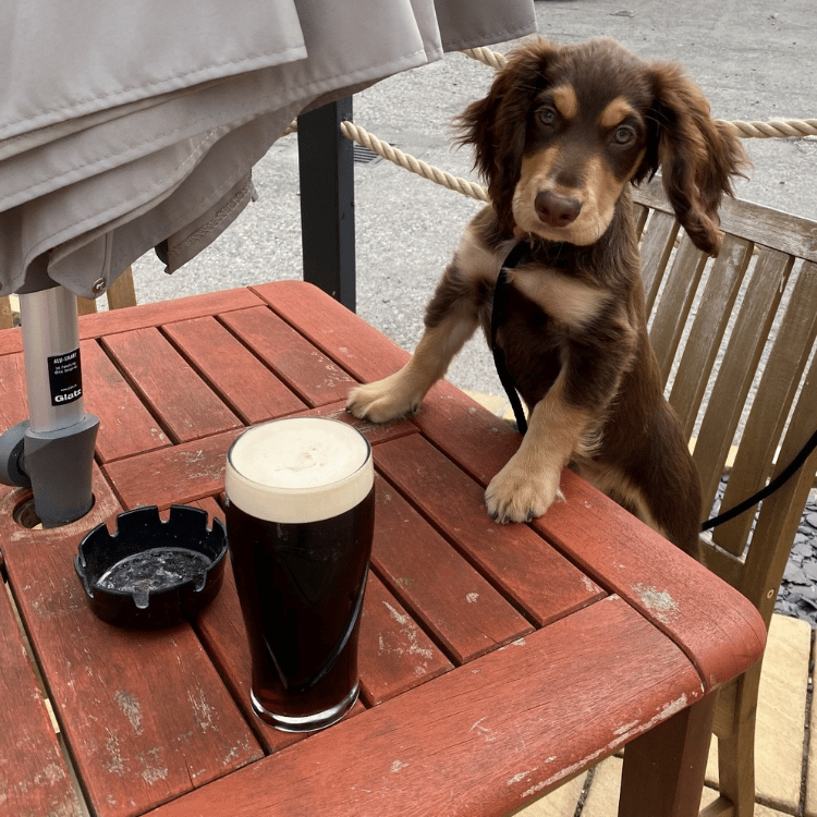 Paws at the Pub