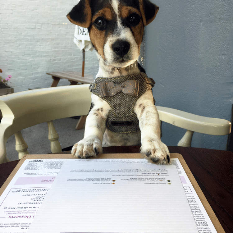 Paws at the Pub