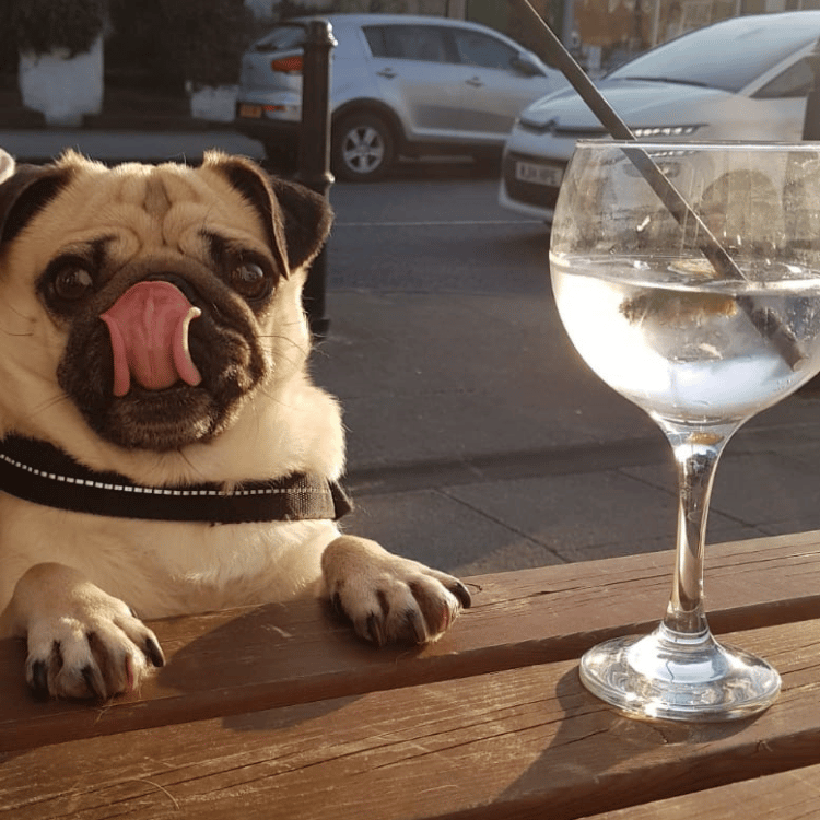 Paws at the Pub