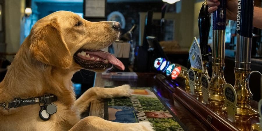 Dog Friendly Pubs Near Me