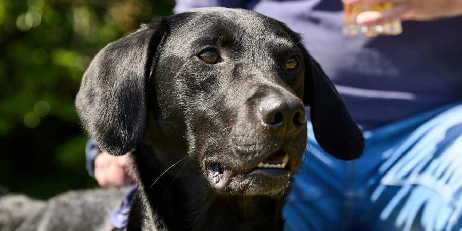 Dog friendly Heritage Pubs