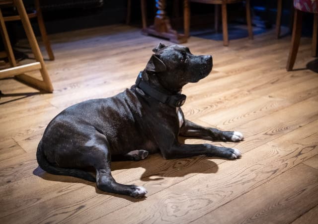 Dog friendly pubs near me | The Griffin Godshill