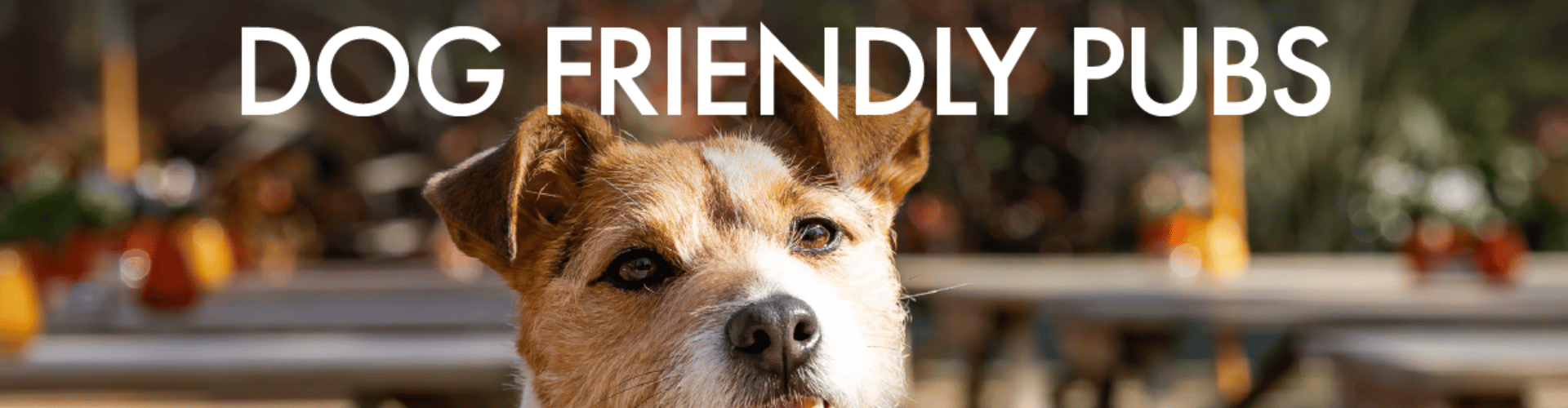 Dog Friendly Pubs