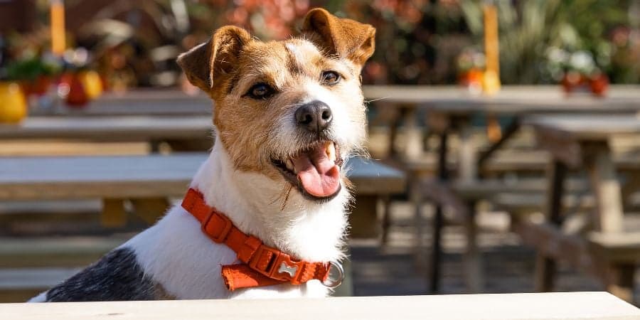 Dog Friendly Pubs Near Me