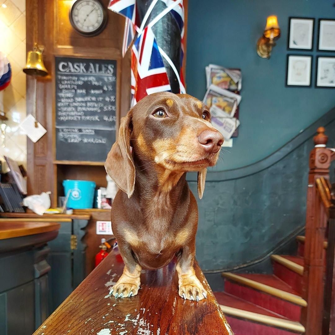 dog friendly pubs near me