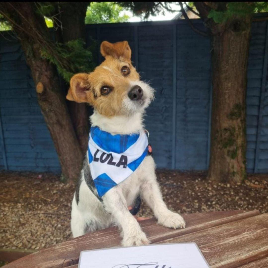 dog friendly pubs near me
