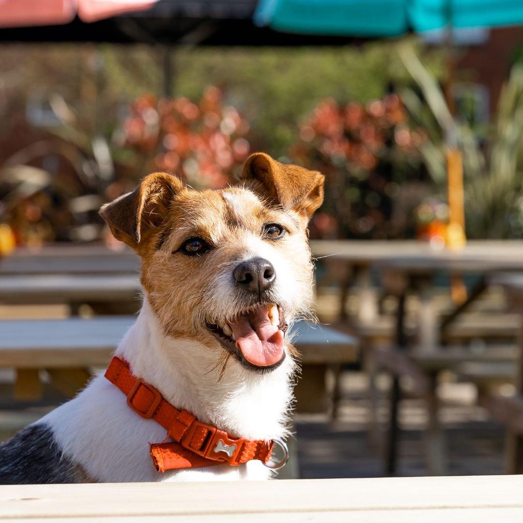 dog friendly pubs near me