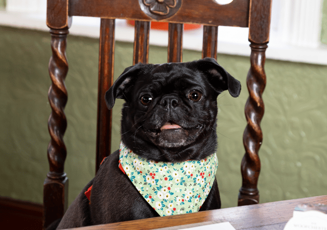 Dog friendly pubs