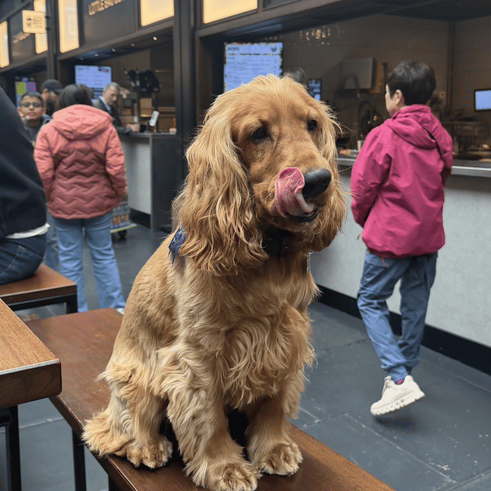 A dog sitting on a bench at Boxhall in Liverpool Street
