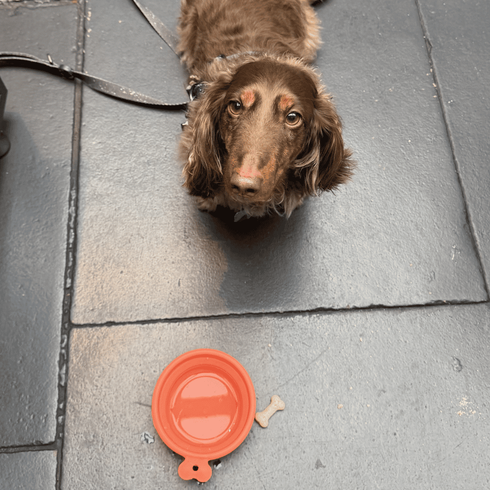 Dog eating a Treat at Boxhall