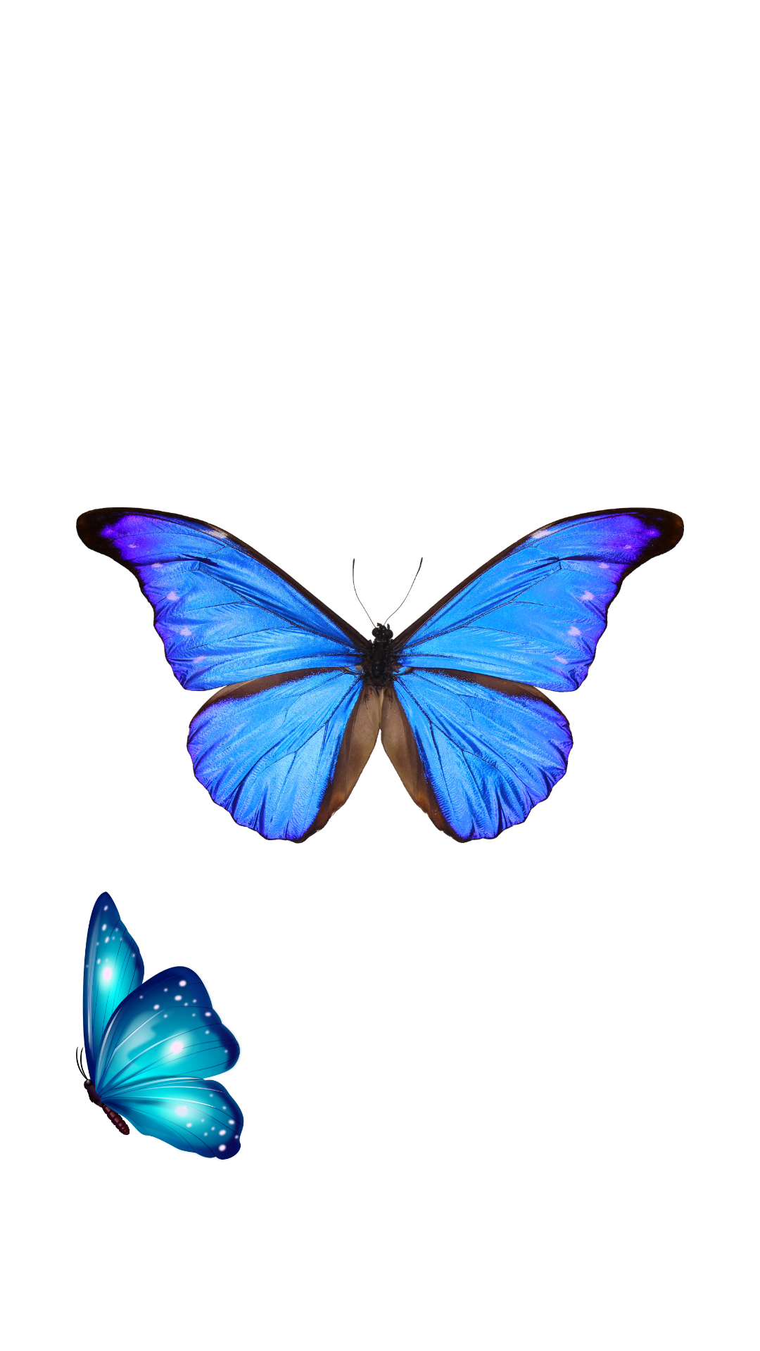 Butterflies